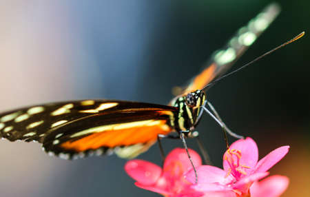 Butterfly in the Garden