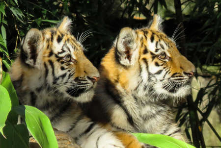 Bengal Tiger