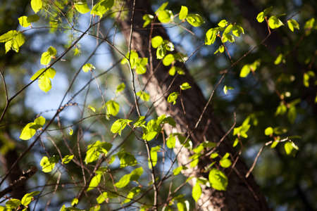 spring