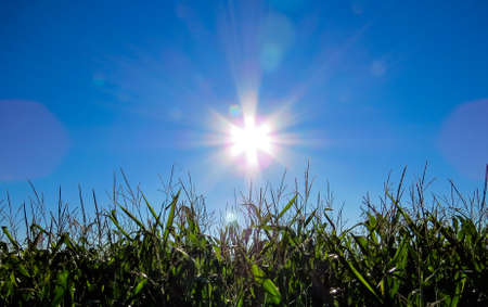 Corn Field