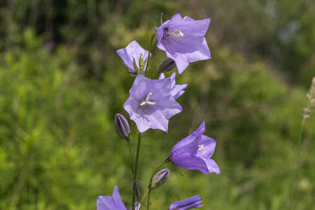 Bell Flower