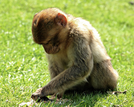 Barbary Ape