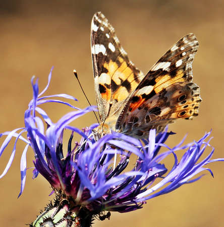 Butterfly on the Flower