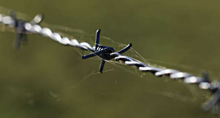 Barbed Wire