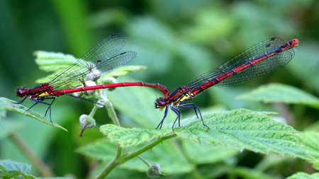 Macro Dragonflies