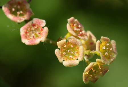 Flowering Currant