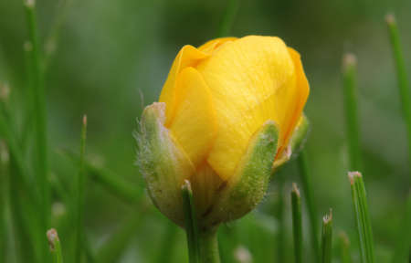 Sharp Buttercup