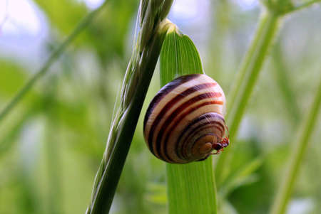 Snail Shell