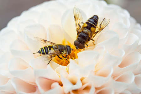 Fly in the Garden