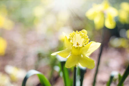 Fresh Daffodils