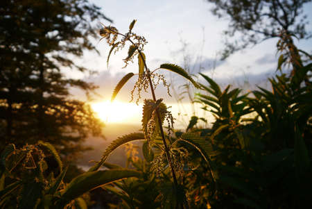 Stinging Nettle