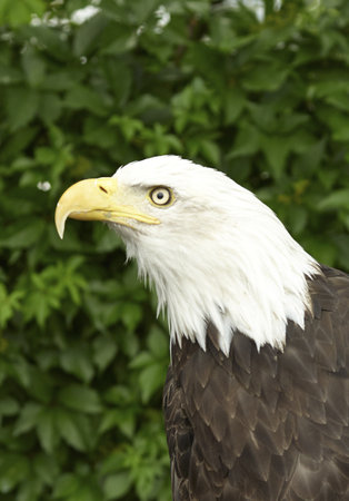 Wild Adler