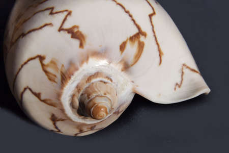 Sea Snail Shell