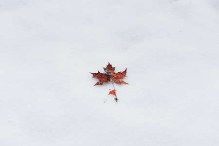 Winter Leaf