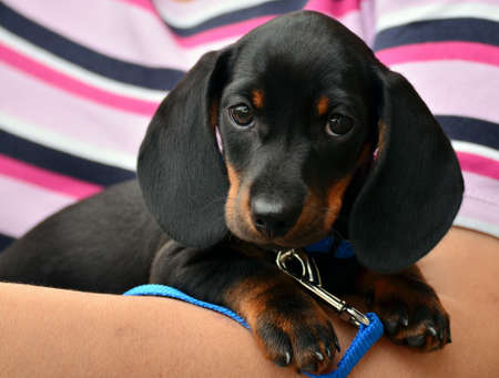 Pet Dog