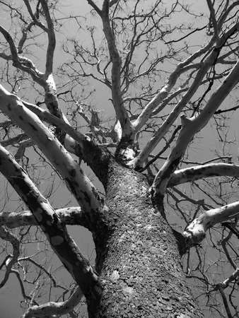 Old Tree