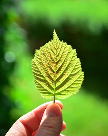Holding a Leaf