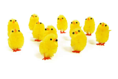Adorable Chicks