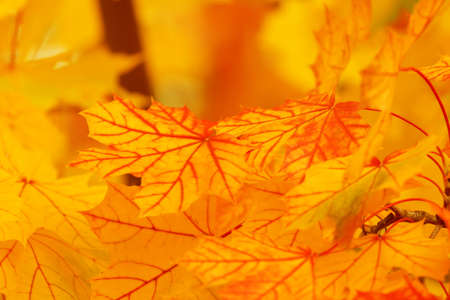 Autumn Leaves