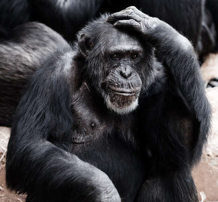Wild Chimp