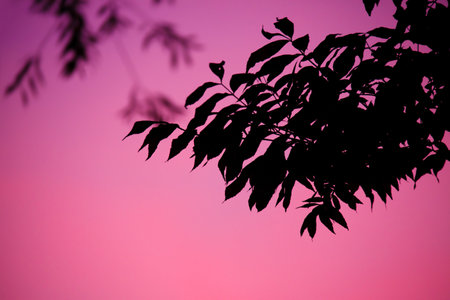 At Sunset