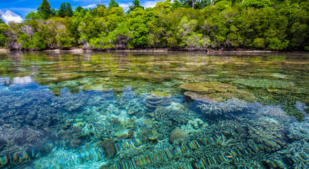Coral View