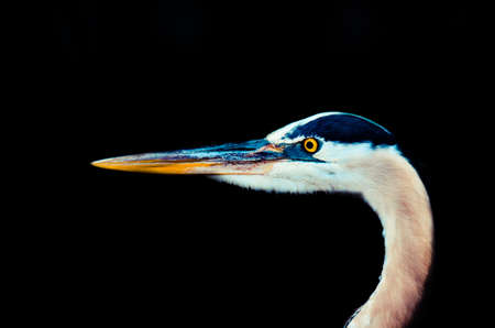 White Bird Closeup