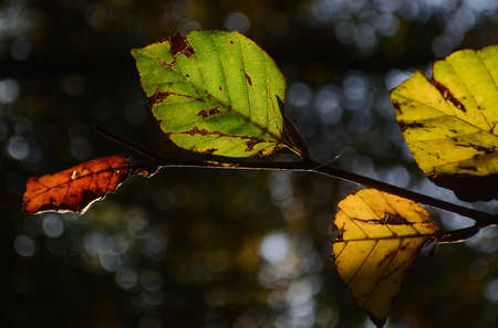 Dry Leaves