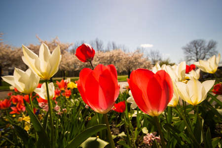 Fresh Flowers