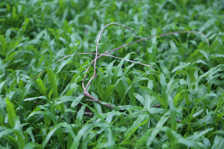 Green Grass and Twig