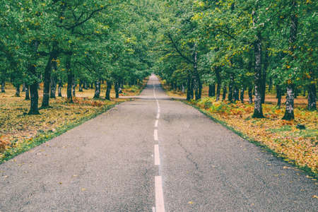 Asphalt Road in the Forest with Trees on both Sides