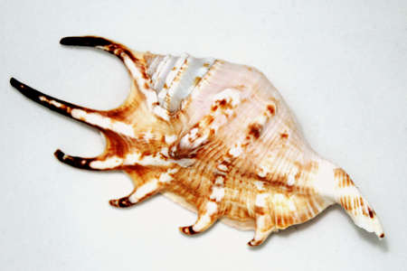Odd Seashell