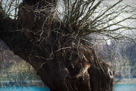 Tree trunk near water