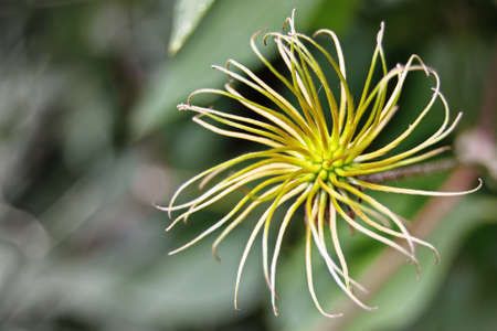 Flower with filiform petals