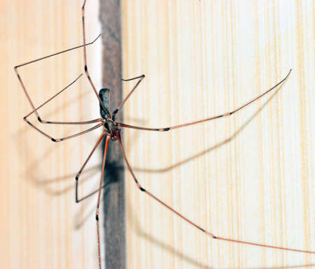 Big Spider
