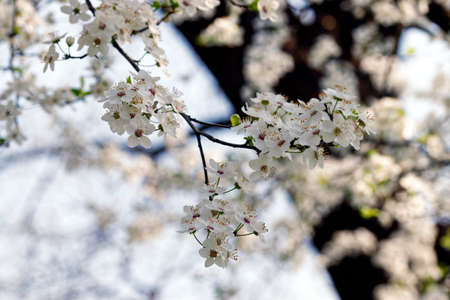 Tree flowers