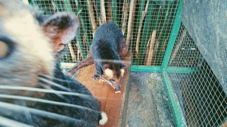 Kukang