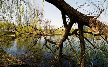 Spring landscape