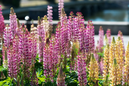 Pink and Yellow Flowers