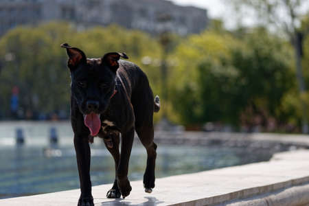 Black Dog
