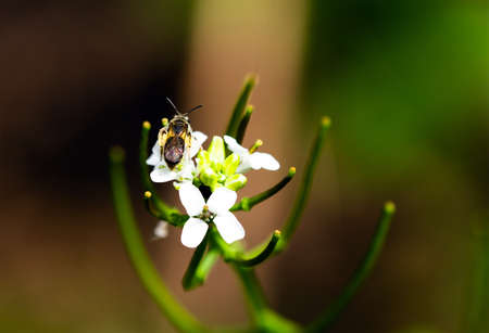 White flower with Bug