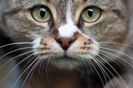 Cat Face - Up Close