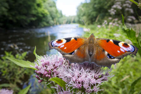 Peacock Butterfly