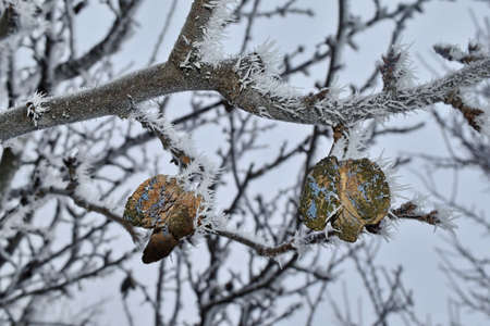 Cold Winter