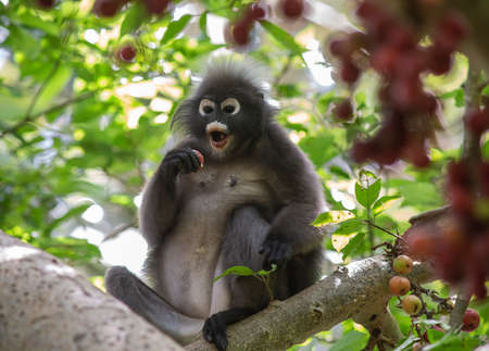 Dusky leaf monkey