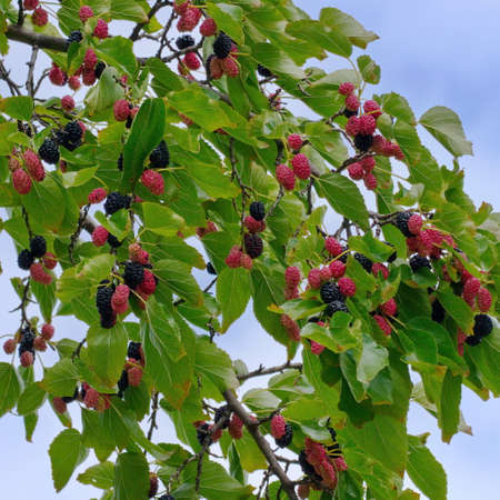 Mulberries