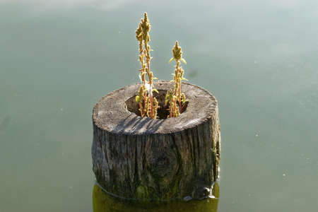 Plant growing on wood trunk in water