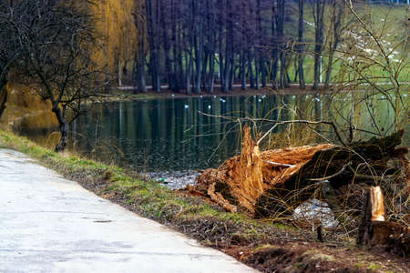 Landscape with trees and lake