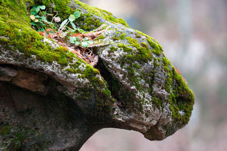 Rock with plants, lichens and moss in late autumn