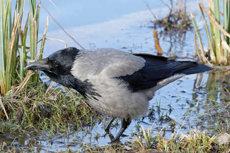 Crow among plants on a pond